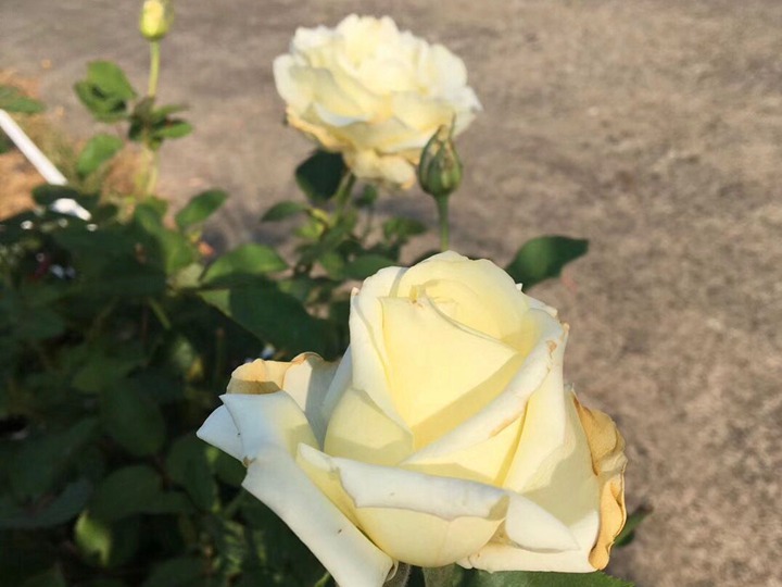 艾琳娜月季怎么樣