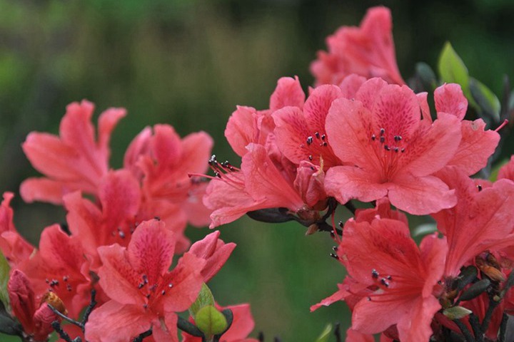 杜鵑什么時(shí)候開花,開花能開多長(zhǎng)時(shí)間
