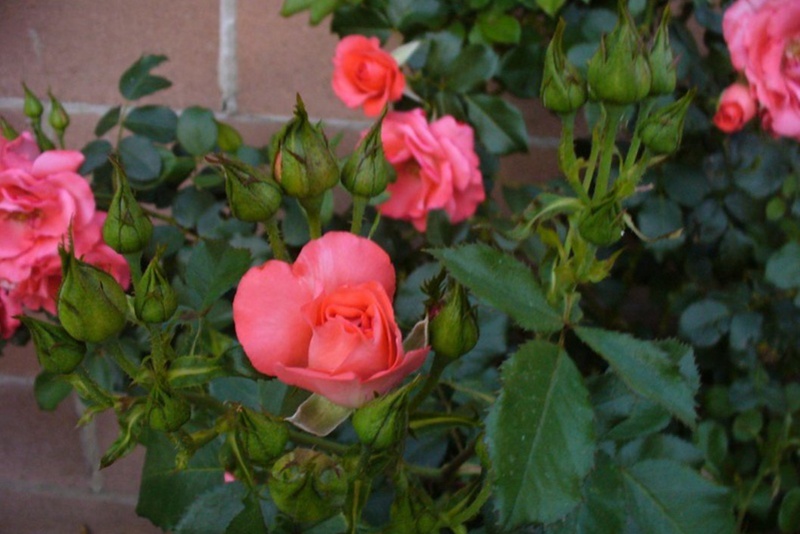 花房月季怎么樣