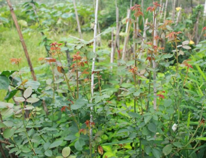 芳香花園月季優(yōu)缺點(diǎn)