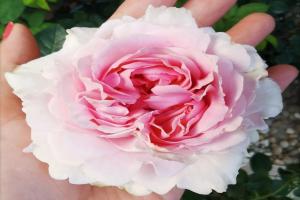 伊芙幻塔索斯月季優(yōu)缺點