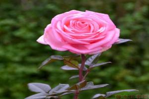 花宮娜月季怎么樣