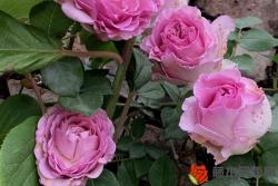 月季花苞打不開是什么原因