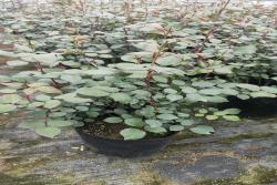月季園的經(jīng)典藤本月季品種苗情一覽