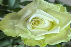 綠色格林 Green Romantica
