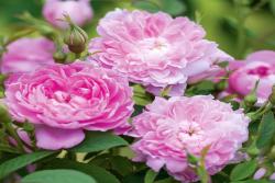 沃爾特·拉雷爵士 Sir Walter Scott