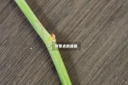 月季嫁接技術(shù)大全(多圖詳解)