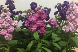 紫羅蘭幾月開花？
