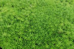 佛甲草籽幾天能發(fā)芽
