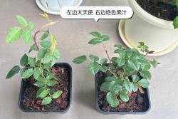 牙簽苗月季用幾加侖盆種