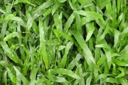 家里怎么養(yǎng)夏威夷草？