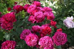 月季美人麗芙和紅丘區(qū)別