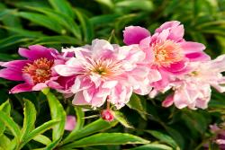 芍藥花種植養(yǎng)護(hù)超詳細(xì)指南！