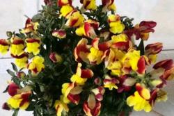 金魚草陽臺(tái)種植避坑指南！
