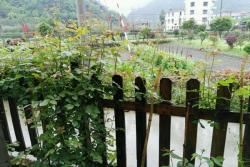 月季薰衣草花環(huán)為何不開花