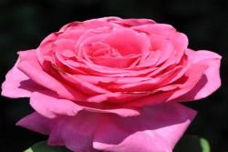 芳香愛人 Fragrant Lady