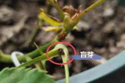 月季長出新芽全是盲芽怎么辦