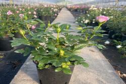 薰衣草門廊月季的優(yōu)缺點