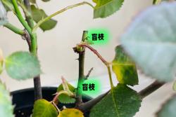 月季盲枝盲芽圖解