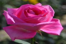 芳香愛人 Fragrant Lady
