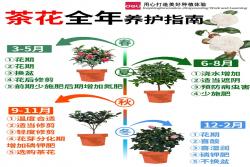 香妃茶花一年開幾次花