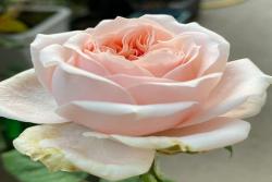 ?？怂古縁oxy Lady