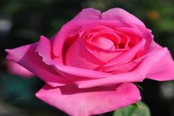 芳香愛人 Fragrant Lady