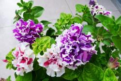 牽牛花什么時候開，它的花期能持續(xù)多久