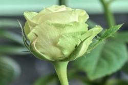綠色格林 Green Romantica