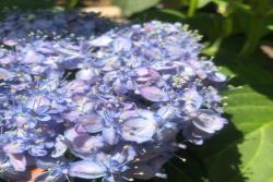 6月常見開花花卉及觀賞指南