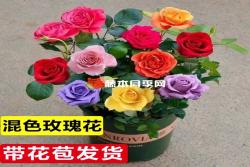 花卉界的奇葩假貨植物大盤點