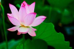 6月常見開花花卉及觀賞指南