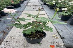 月季牙簽苗養(yǎng)多久能變成中苗