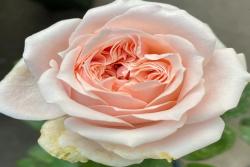 ?？怂古縁oxy Lady