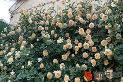 怎樣讓月季花多開花
