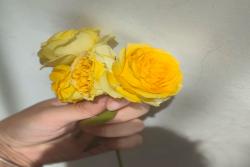 皇妃