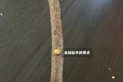 月季嫁接技術(shù)大全(多圖詳解)