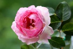 月季伊芙貴族香水的優(yōu)缺點(diǎn)