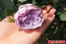月季青金石的優(yōu)缺點解析