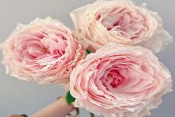 綿綢 Tsumugi Fuli