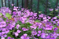 2025北方大花秋葵種植時間表！選對月份，花期更長更旺盛！