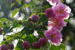 芙蓉花的花期是什么時候