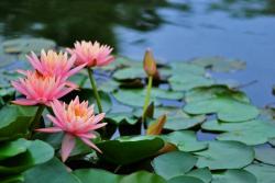 睡蓮家庭種植養(yǎng)護(hù)避坑指南