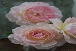 洋/梅克林花邊Malines