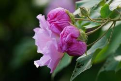 芙蓉花的花期是什么時候