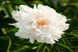 芍藥花種植養(yǎng)護(hù)超詳細(xì)指南！