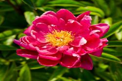 5月份有什么花開放(十二種常見花卉介紹)
