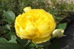 金絲雀(Canary)