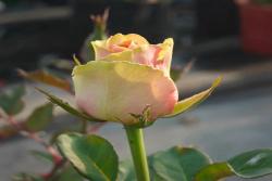 股息/紅利Dividend