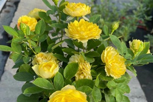 十大濃香勤花月季